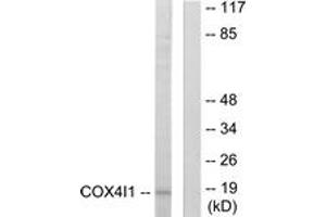 Western blot analysis of extracts from A549 cells, using COX41 Antibody. (COX IV 抗体  (AA 11-60))