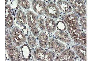 Image no. 2 for anti-TSC22 Domain Family, Member 1 (TSC22D1) antibody (ABIN1501535) (TSC22D1 抗体)