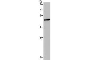 Western Blotting (WB) image for anti-Homer Homolog 1 (HOMER1) antibody (ABIN2430237) (HOMER1 抗体)