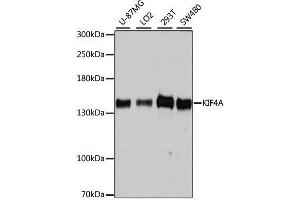 Western blot analysis of extracts of various cell lines, using KIF4A antibody. (KIF4A 抗体  (AA 870-1080))