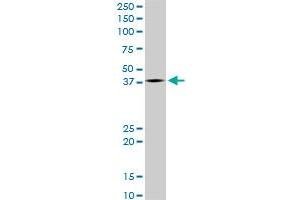 LHX4 monoclonal antibody (M05), clone 4D7. (LHX4 抗体  (AA 208-306))
