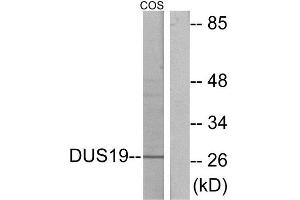 Western Blotting (WB) image for anti-Dual Specificity Phosphatase 19 (DUSP19) (Internal Region) antibody (ABIN1849828) (DUSP19 抗体  (Internal Region))