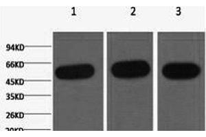 Western Blot analysis of 1) Hela, 2) Mouse kidney, 3) Rat heart using beta Tubulin Monoclonal Antibody at dilution of 1:5000. (TUBB 抗体)