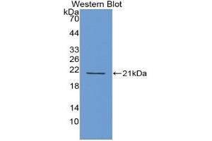 Western blot analysis of recombinant Human IFNa4. (IFNA4 抗体  (AA 26-186))
