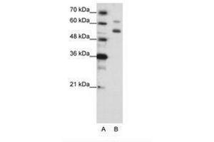 Image no. 2 for anti-WD Repeat Domain 4 (WDR4) (C-Term) antibody (ABIN203120) (WDR4 抗体  (C-Term))