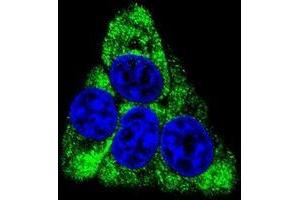 Immunofluorescence (IF) image for anti-Branched Chain Keto Acid Dehydrogenase E1, beta Polypeptide (BCKDHB) (AA 44-74), (N-Term) antibody (ABIN950620)