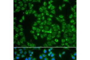 Immunofluorescence analysis of A549 cells using MAP4K3 Polyclonal Antibody (MAP4K3 抗体)