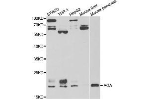 Western blot analysis of extracts of various cell lines, using AGA antibody (ABIN5973763) at 1/1000 dilution. (AGA 抗体)