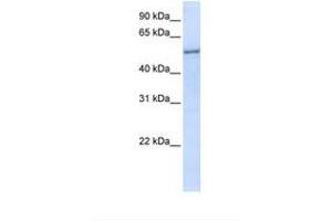 Image no. 1 for anti-Eukaryotic Translation Initiation Factor 2, Subunit 3 Gamma, 52kDa (EIF2S3) (N-Term) antibody (ABIN6738205)