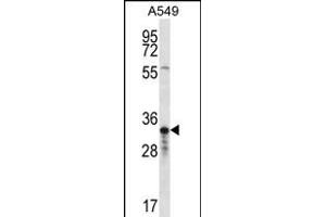 OR4F5 Antibody (N-term) (ABIN656254 and ABIN2845570) western blot analysis in A549 cell line lysates (35 μg/lane). (OR4F5 抗体  (N-Term))
