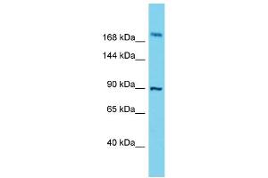 Western Blotting (WB) image for anti-Storkhead Box 2 (STOX2) (C-Term) antibody (ABIN2791141) (STOX2 抗体  (C-Term))