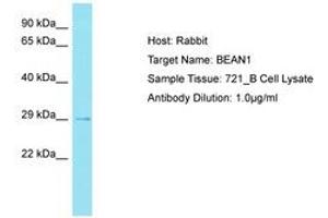 Image no. 1 for anti-Brain Expressed, Associated with NEDD4, 1 (BEAN1) (AA 163-212) antibody (ABIN6750762)