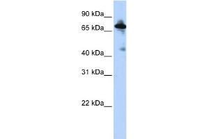 Western Blotting (WB) image for anti-Solute Carrier Family 9 (Sodium/hydrogen Exchanger), Member 8 (SLC9A8) (Middle Region) antibody (ABIN2781645)