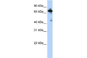 WB Suggested Anti-SLC9A8 Antibody Titration:  0. (NHE8 抗体  (Middle Region))