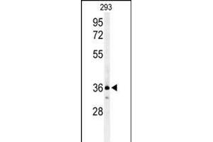 Western blot analysis of CCR1 Antibody (N-term) (ABIN651052 and ABIN2840048) in 293 cell line lysates (35 μg/lane). (CCR1 抗体  (N-Term))