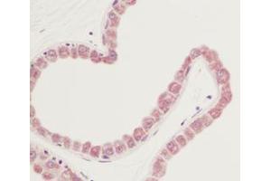 Image no. 1 for anti-Fibroblast Growth Factor 7 (FGF7) antibody (ABIN465624) (FGF7 抗体)