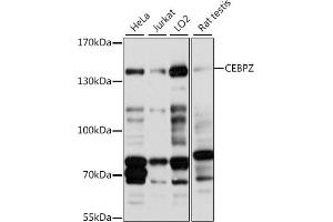 Western blot analysis of extracts of various cell lines, using CEBPZ antibody (ABIN7266162) at 1:1000 dilution. (CEBPZ 抗体  (AA 1-230))