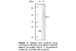 Image no. 2 for anti-Fibulin 5 (FBLN5) antibody (ABIN232102)