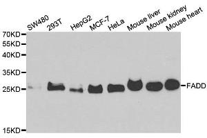 Western blot analysis of extracts of various cell lines, using FADD antibody. (FADD 抗体)
