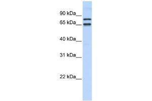 PHF20L1 antibody used at 0. (PHF20L1 抗体  (N-Term))