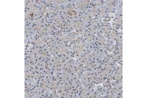 Immunohistochemical staining of human exocrine pancreas with PCNT polyclonal antibody  shows spot-like perinuclear positivity.