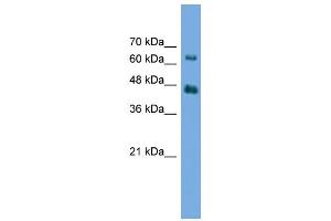 WB Suggested Anti-AGK Antibody Titration: 0. (Acylglycerol Kinase 抗体  (N-Term))