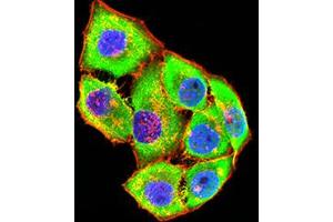 Immunofluorescence analysis of Hela cells using GRIK4 mouse mAb (green). (GRIK4 抗体  (AA 21-166))