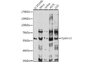 Western blot analysis of extracts of various cell lines, using Cyclin L2 antibody (ABIN7266571) at 1:1000 dilution. (Cyclin L2 抗体  (AA 60-150))