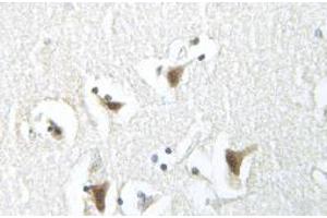 Image no. 2 for anti-Synuclein, alpha (SNCA) antibody (ABIN317944) (SNCA 抗体)