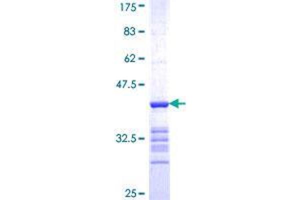 SEMA4G Protein (AA 24-115) (GST tag)