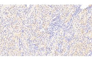 Detection of CREG1 in Human Kidney Tissue using Polyclonal Antibody to Cellular Repressor Of E1A Stimulated Genes 1 (CREG1) (CREG1 抗体  (AA 66-196))