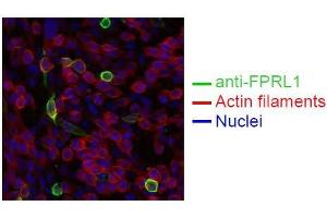 Spectral Confocal Microscopy of CHO cells using GM1-D6. (FPR2 抗体)