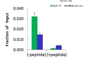 Chromatin Immunoprecipitation (ChIP) image for anti-Histone H2B Type 2-F (HIST2H2BF) (N-Term) antibody (ABIN2786582)