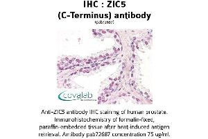 Image no. 1 for anti-Zinc Family Member 5 (ZIC5) (C-Term) antibody (ABIN1740919) (ZIC5 抗体  (C-Term))