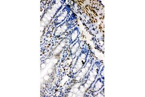 Anti-Lamin B2 antibody, IHC(P) IHC(P): Rat Intestine Tissue (Lamin B2 抗体  (C-Term))