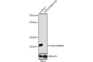 Western blot analysis of extracts from normal (control) and FSP1/S100 knockout (KO) HeLa cells, using FSP1/S100 antibody (ABIN3022287, ABIN3022288, ABIN3022289, ABIN1513494 and ABIN1514638) at 1:1000 dilution. (s100a4 抗体  (AA 1-101))