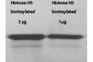 Recombinant Histone H3 biotinylated tested by SDS-PAGE gel. (Histone H3.2 (biotinylated), (full length), (N-Term), (truncated) 蛋白)