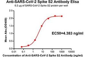 Elisa plate pre-coated by 2 μg/mL(100 μL/well) SARS-CoV-2 Spike S2 protein can bind Rabbit Anti-SARS-CoV-2 Spike S2 monoclonal antibody (clone:DM41) in a linear range of 0.