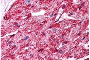 Human Heart (formalin-fixed, paraffin-embedded) stained with CAV1 antibody ABIN294089 at 2. (Caveolin-1 抗体  (AA 73-84))