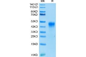 Biotinylated Human FOLR1 on Tris-Bis PAGE under reduced condition. (FOLR1 Protein (His-Avi Tag,Biotin))