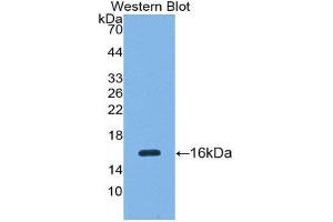 Western Blotting (WB) image for anti-Secreted Frizzled-Related Protein 5 (SFRP5) (AA 48-165) antibody (ABIN1860539) (SFRP5 抗体  (AA 48-165))