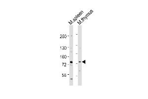 All lanes : Anti-Melk Antibody (Center) at 1:1000 dilution Lane 1: mouse spleen lysates Lane 2: mouse thymus lysates Lysates/proteins at 20 μg per lane. (MELK 抗体  (AA 381-415))