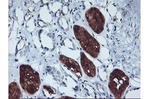 Immunohistochemical staining of paraffin-embedded Human Kidney tissue using anti-GBA3 mouse monoclonal antibody. (GBA3 抗体  (AA 1-150, AA 370-469))