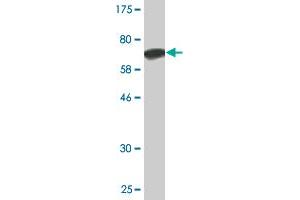 Western Blot detection against Immunogen (68. (ANGPTL5 抗体  (AA 1-388))