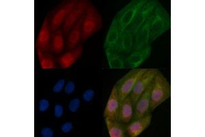 PUF60 Mouse Monoclonal Antibody staining Hela cells by IF/ICC. (PUF60 抗体)