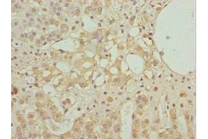 Immunohistochemistry of paraffin-embedded human adrenal gland tissue using ABIN7161608 at dilution of 1:100 (NINL 抗体  (AA 1-190))