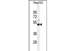 SPDYE1 Antibody (C-term) (ABIN655243 and ABIN2844846) western blot analysis in HepG2 cell line lysates (35 μg/lane). (SPDYE1 抗体  (C-Term))