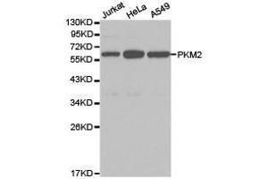 Western Blotting (WB) image for anti-Pyruvate Kinase M2 (PKM2) antibody (ABIN1874149) (PKM2 抗体)