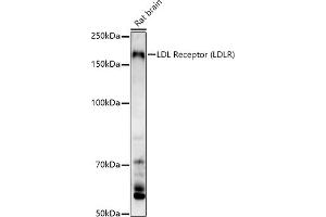 Western blot analysis of extracts of Rat brain, using LDL Receptor (LDLR) antibody (ABIN7268296) at 1:1000 dilution. (LDLR 抗体  (C-Term))