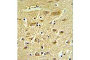 Immunohistochemistry analysis in formalin fixed and paraffin embedded human brain tissue reacted with  HIAT1 Antibody (C-term) followed which was peroxidase conjugated to the secondary antibody and followed by DAB staining. (HIAT1 抗体  (C-Term))
